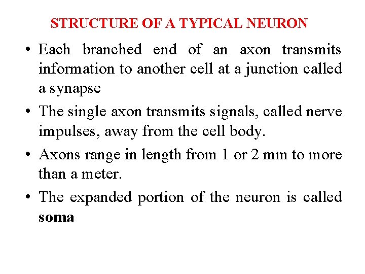 STRUCTURE OF A TYPICAL NEURON • Each branched end of an axon transmits information