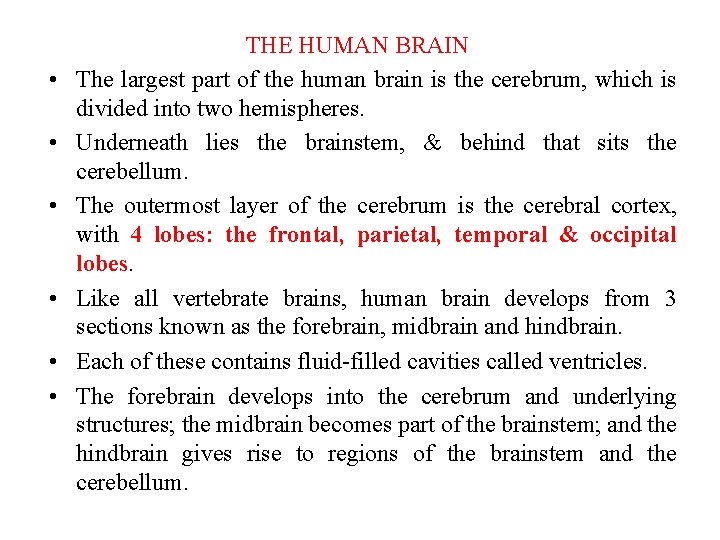  • • • THE HUMAN BRAIN The largest part of the human brain