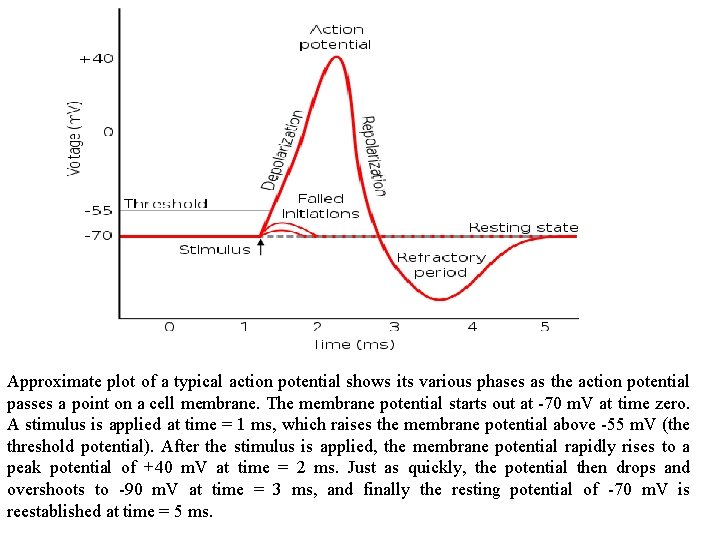 Approximate plot of a typical action potential shows its various phases as the action