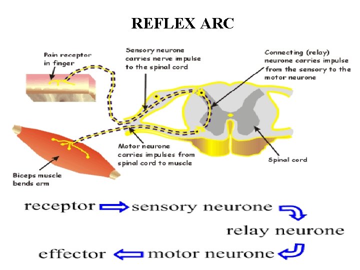 REFLEX ARC 