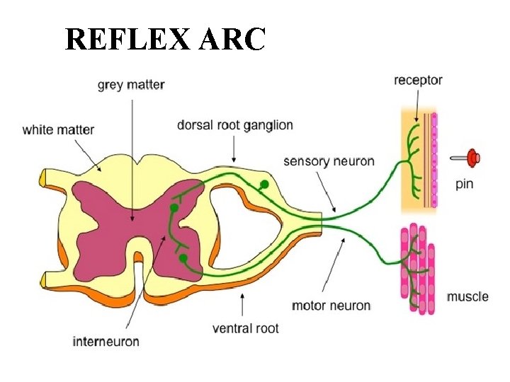 REFLEX ARC 