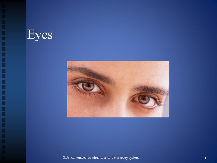 Eyes 3. 03 Remember the structures of the sensory system 1 