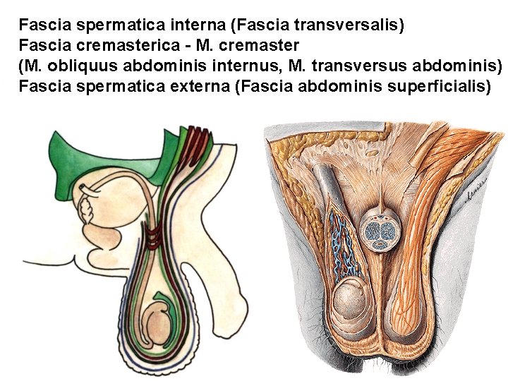 Fascia spermatica interna (Fascia transversalis) Fascia cremasterica - M. cremaster (M. obliquus abdominis internus,