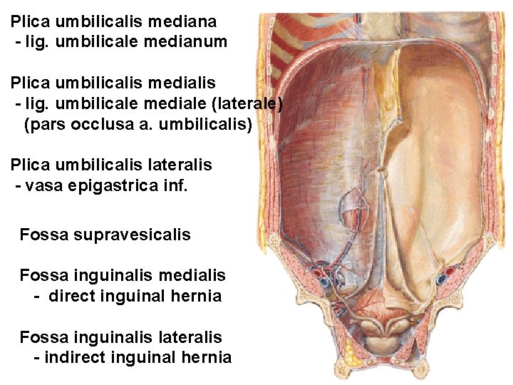 Plica umbilicalis mediana - lig. umbilicale medianum Plica umbilicalis medialis - lig. umbilicale mediale