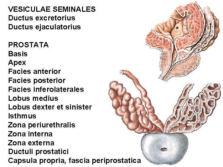 VESICULAE SEMINALES Ductus excretorius Ductus ejaculatorius PROSTATA Basis Apex Facies anterior Facies posterior Facies