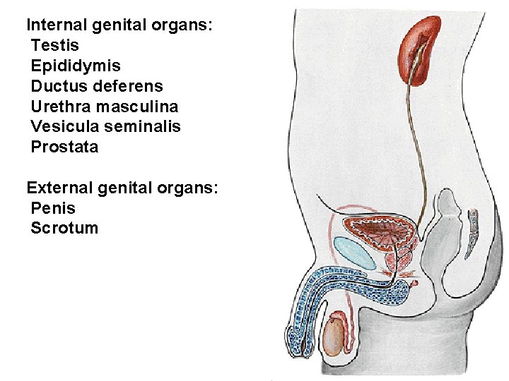 Internal genital organs: Testis Epididymis Ductus deferens Urethra masculina Vesicula seminalis Prostata External genital