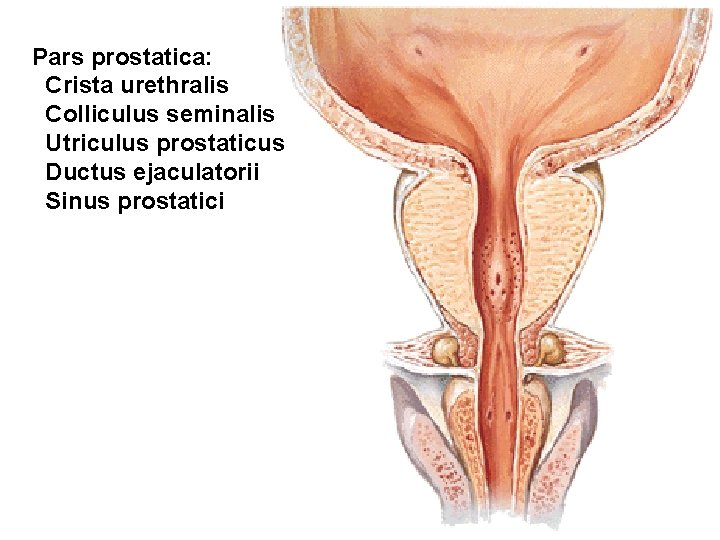 Pars prostatica: Crista urethralis Colliculus seminalis Utriculus prostaticus Ductus ejaculatorii Sinus prostatici 
