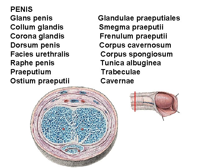 PENIS Glans penis Collum glandis Corona glandis Dorsum penis Facies urethralis Raphe penis Praeputium