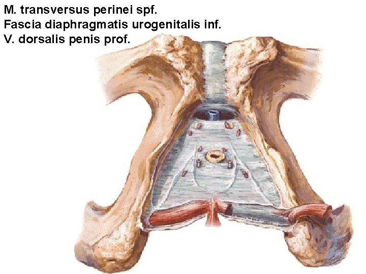 M. transversus perinei spf. Fascia diaphragmatis urogenitalis inf. V. dorsalis penis prof. 