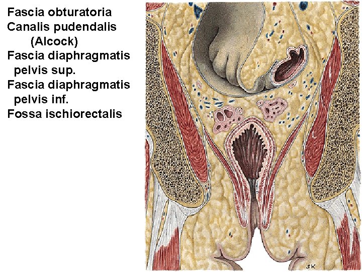 Fascia obturatoria Canalis pudendalis (Alcock) Fascia diaphragmatis pelvis sup. Fascia diaphragmatis pelvis inf. Fossa