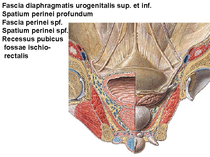 Fascia diaphragmatis urogenitalis sup. et inf. Spatium perinei profundum Fascia perinei spf. Spatium perinei