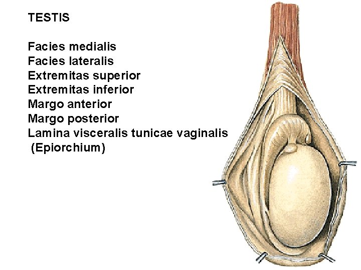 TESTIS Facies medialis Facies lateralis Extremitas superior Extremitas inferior Margo anterior Margo posterior Lamina