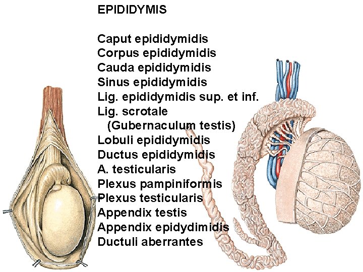 EPIDIDYMIS Caput epididymidis Corpus epididymidis Cauda epididymidis Sinus epididymidis Lig. epididymidis sup. et inf.