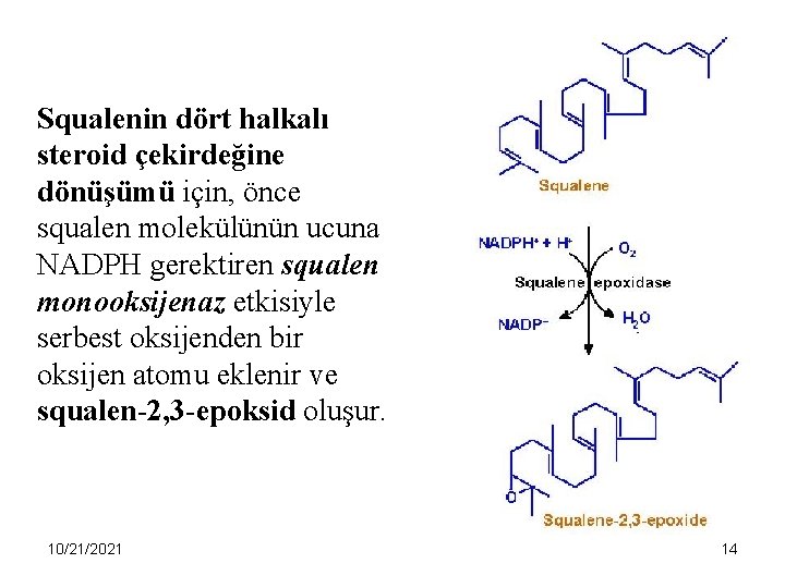 Squalenin dört halkalı steroid çekirdeğine dönüşümü için, önce squalen molekülünün ucuna NADPH gerektiren squalen
