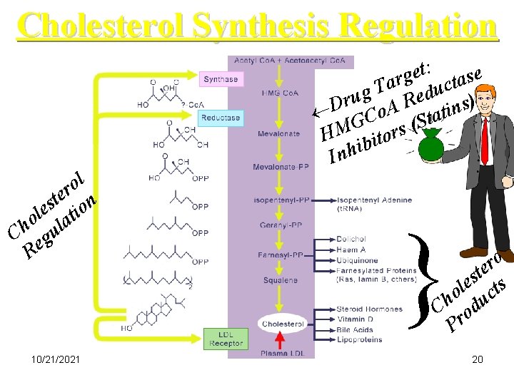 Cholesterol Synthesis Regulation l o r e t s ion e l t o