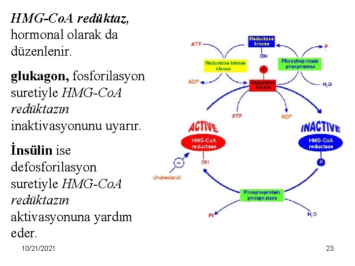 HMG-Co. A redüktaz, hormonal olarak da düzenlenir. glukagon, fosforilasyon suretiyle HMG-Co. A redüktazın inaktivasyonunu