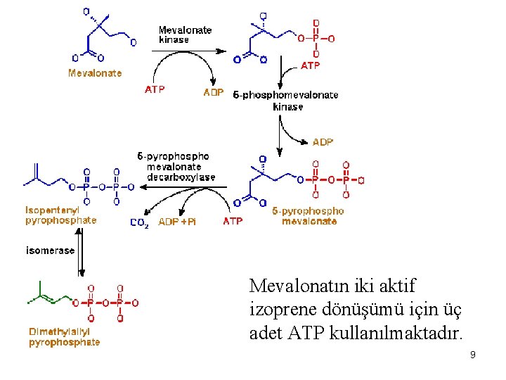 Mevalonatın iki aktif izoprene dönüşümü için üç adet ATP kullanılmaktadır. 10/21/2021 9 