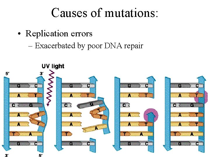Causes of mutations: • Replication errors – Exacerbated by poor DNA repair 