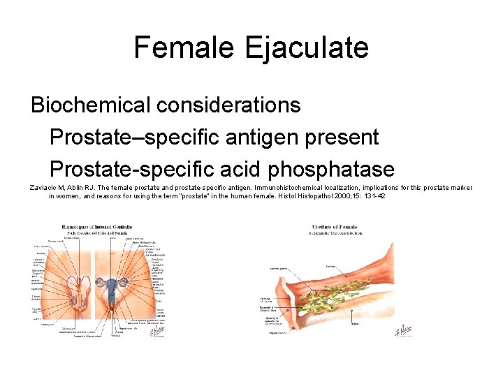 Female Ejaculate Biochemical considerations Prostate–specific antigen present Prostate-specific acid phosphatase Zaviacic M, Ablin RJ. Female Ejaculate Biochemical considerations Prostate–specific antigen present Prostate-specific acid phosphatase Zaviacic M, Ablin RJ.