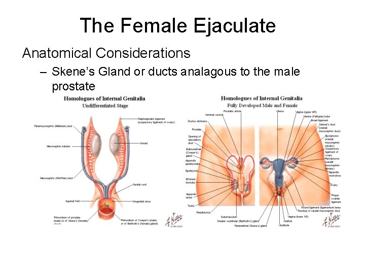 The Female Ejaculate Anatomical Considerations – Skene’s Gland or ducts analagous to the male The Female Ejaculate Anatomical Considerations – Skene’s Gland or ducts analagous to the male