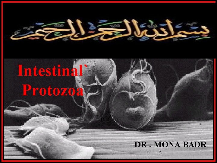 Intestinal` Protozoa DR : MONA BADR 