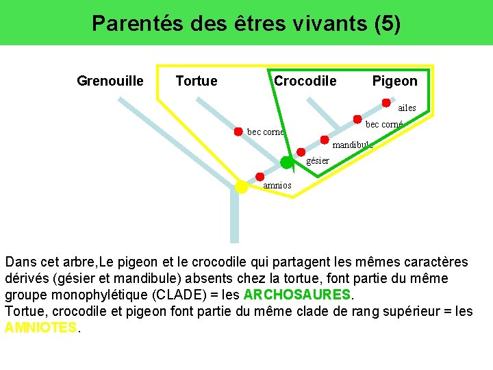 Parentés des êtres vivants (5) Grenouille Tortue Crocodile Pigeon ailes bec corné mandibule gésier