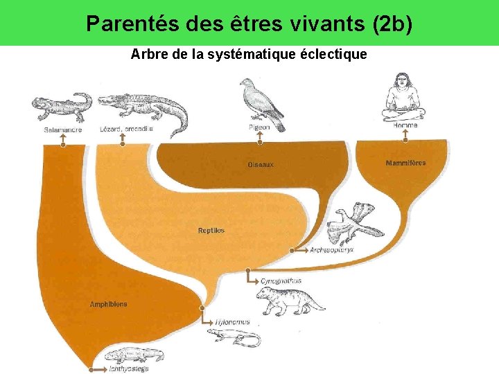 Parentés des êtres vivants (2 b) Arbre de la systématique éclectique 