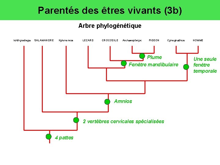 Parentés des êtres vivants (3 b) Arbre phylogénétique Ichthyostega SALAMANDRE Hylonomus LEZARD CROCODILE Archaeopteryx