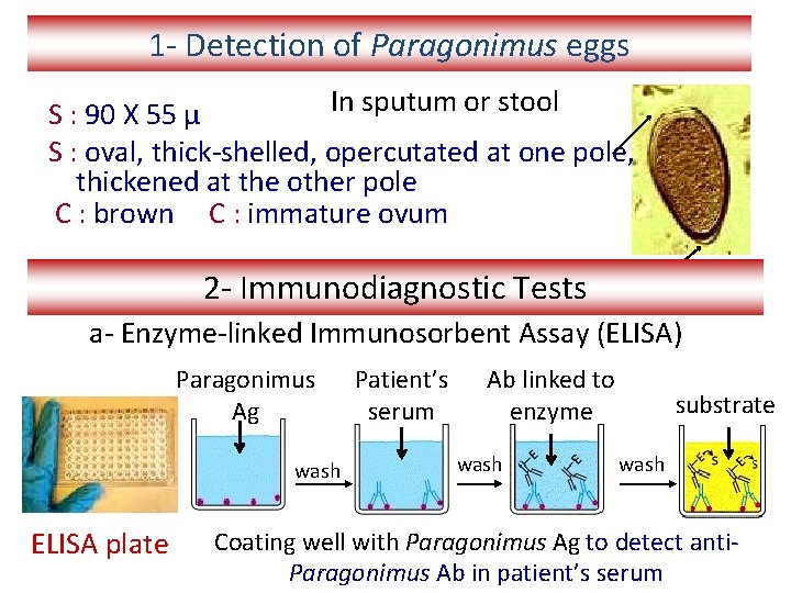 1 - Detection of Paragonimus eggs In sputum or stool S : 90 X