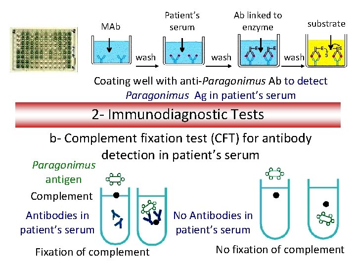 Patient’s serum MAb wash Ab linked to enzyme wash substrate wash Coating well with