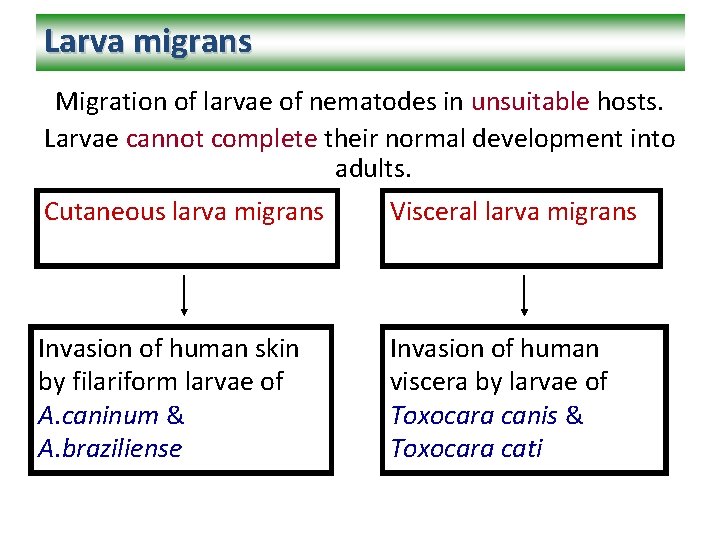 Larva migrans Migration of larvae of nematodes in unsuitable hosts. Larvae cannot complete their