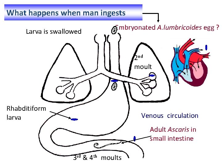 What happens when man ingests Larva is swallowed Embryonated A. lumbricoides egg ? 2