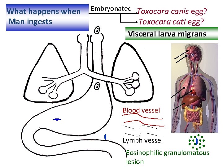 What happens when Man ingests Embryonated Toxocara canis egg? Toxocara cati egg? Visceral larva