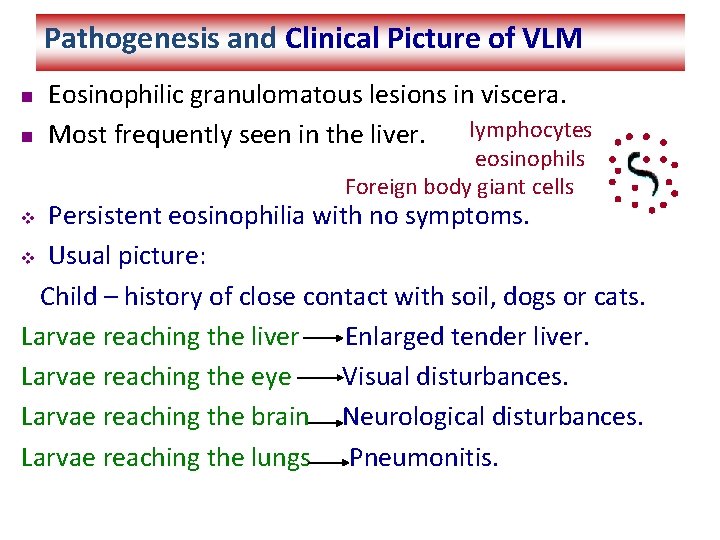 Pathogenesis and Clinical Picture of VLM n n Eosinophilic granulomatous lesions in viscera. lymphocytes
