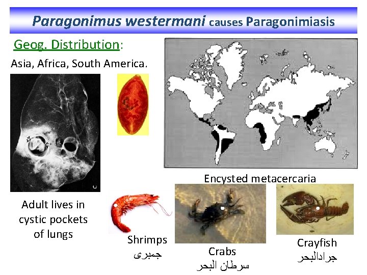 Paragonimus westermani causes Paragonimiasis Geog. Distribution: Asia, Africa, South America. Encysted metacercaria Adult lives