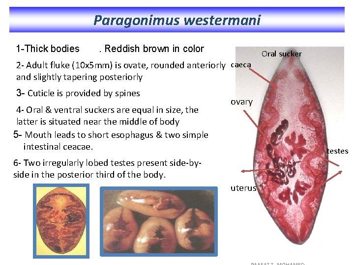 Paragonimus westermani 1 -Thick bodies . Reddish brown in color Oral sucker 2 -