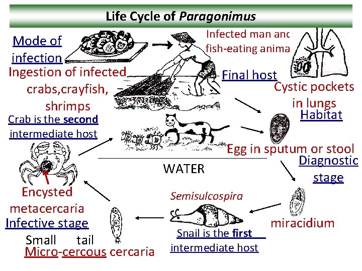 Life Cycle of Paragonimus Infected man and fish-eating animal Mode of infection Ingestion of