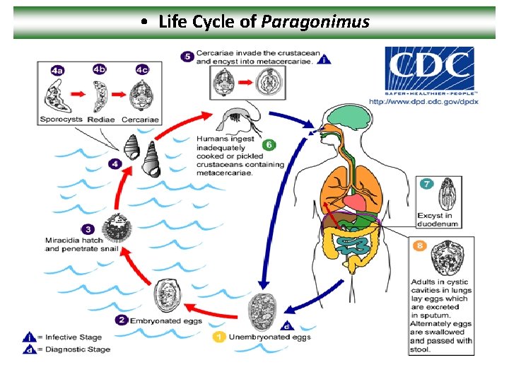  • Life Cycle of Paragonimus 