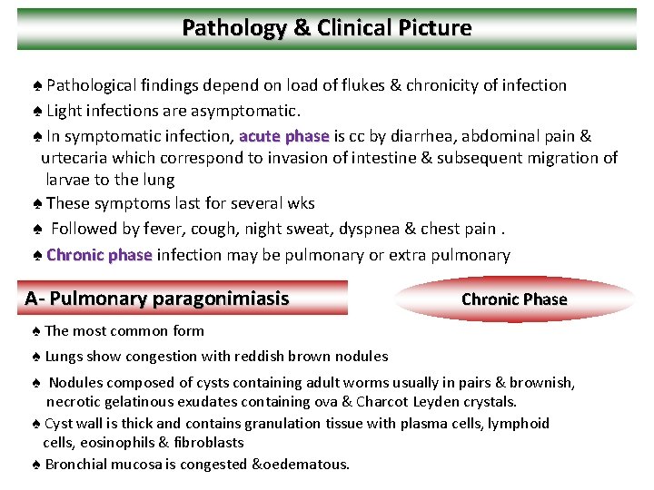 Pathology & Clinical Picture ♠ Pathological findings depend on load of flukes & chronicity