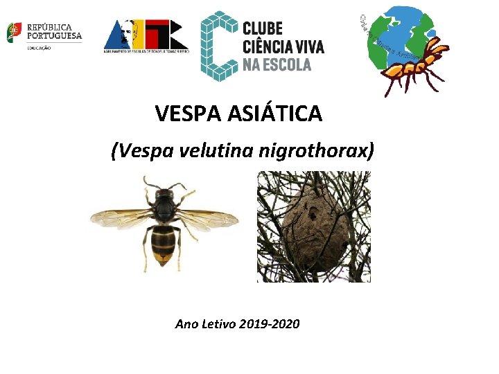 VESPA ASIÁTICA (Vespa velutina nigrothorax) Ano Letivo 2019 -2020 