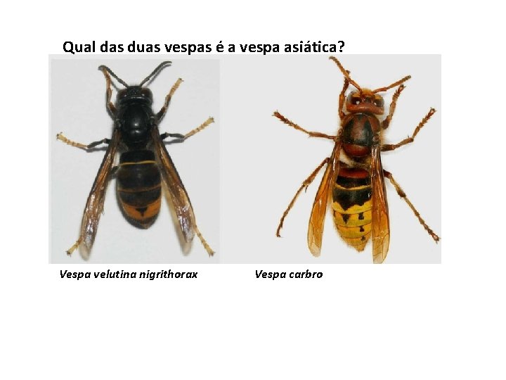 Qual das duas vespas é a vespa asiática? Vespa velutina nigrithorax Vespa carbro 
