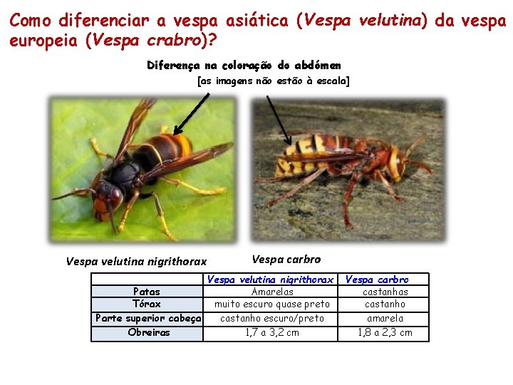 Como diferenciar a vespa asiática (Vespa velutina) da vespa europeia (Vespa crabro)? Diferença na