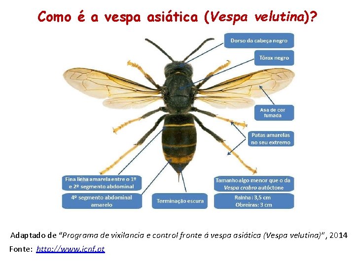 Como é a vespa asiática (Vespa velutina)? Adaptado de “Programa de vixilancia e control
