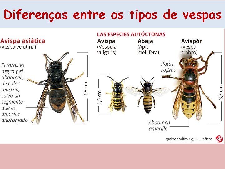 Diferenças entre os tipos de vespas 