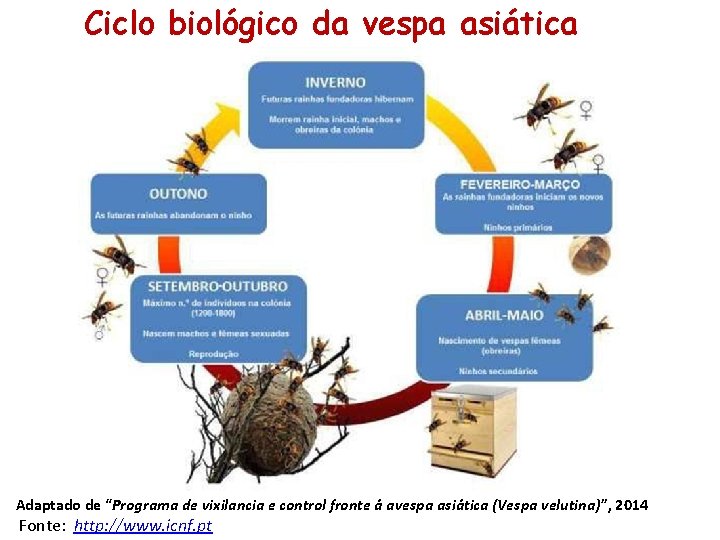 Ciclo biológico da vespa asiática Adaptado de “Programa de vixilancia e control fronte á