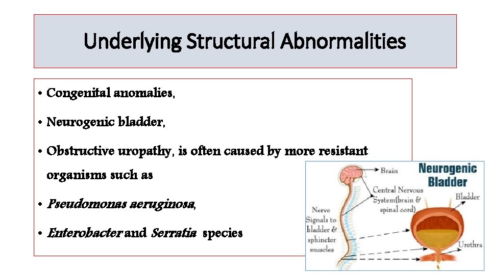 Underlying Structural Abnormalities • Congenital anomalies, • Neurogenic bladder, • Obstructive uropathy, is often