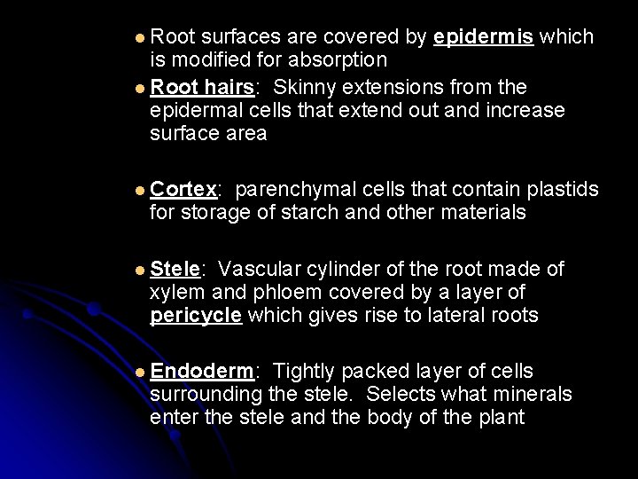 l Root surfaces are covered by epidermis which is modified for absorption l Root