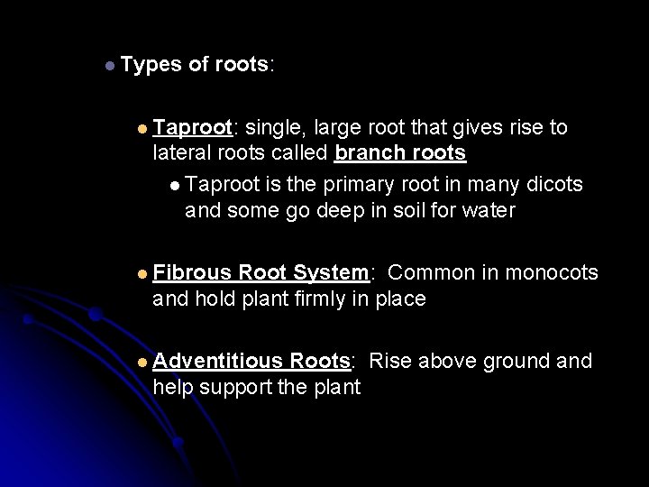 l Types of roots: l Taproot: single, large root that gives rise to lateral
