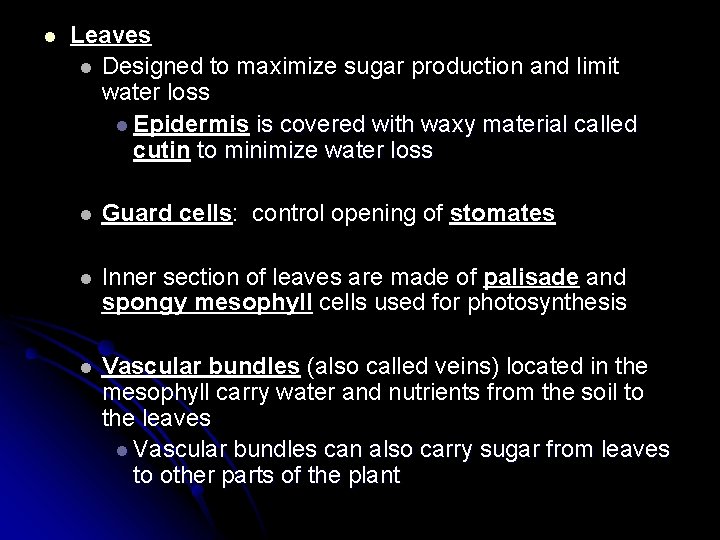 l Leaves l Designed to maximize sugar production and limit water loss l Epidermis