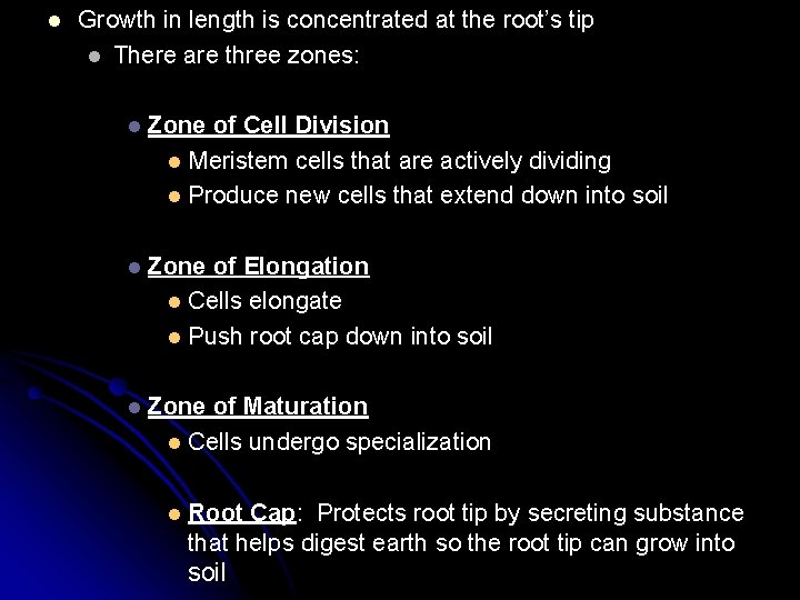 l Growth in length is concentrated at the root’s tip l There are three